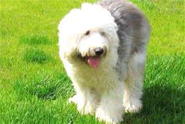 英国古代牧羊犬的生活习性和繁殖常识