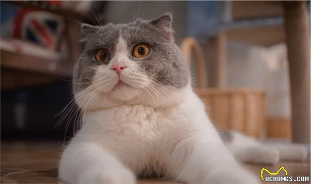 这些常见的猫咪你都认识吗？