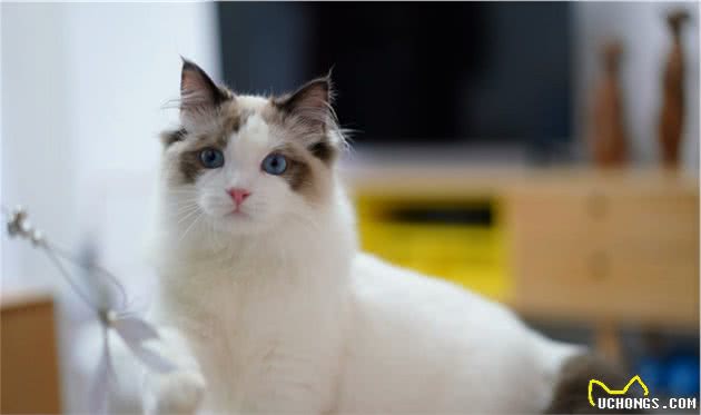 这些常见的猫咪你都认识吗？