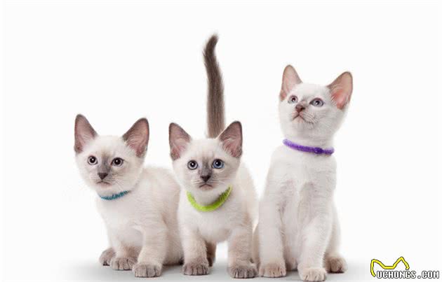 这些常见的猫咪你都认识吗？