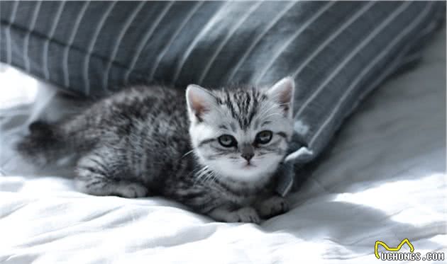 这些常见的猫咪你都认识吗？