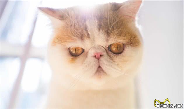 这些常见的猫咪你都认识吗？