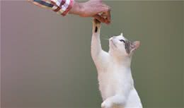 这些常见的猫咪你都认识吗？