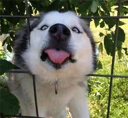 狗狗做出这些让人“迷惑的行为”，都是有原因的