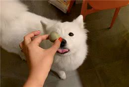 狗狗能吃的11种“人类食物”，你喂过几种？