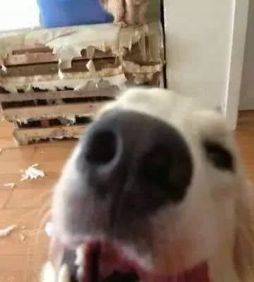 萌宠百科—金毛寻回犬（GoldenRetriever）