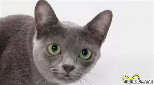 泰国克拉特猫？招财猫？