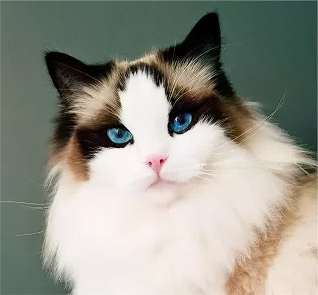 猫随主人？猫主子的气质竟与你有关？