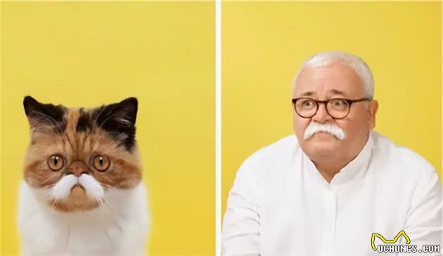 猫随主人？猫主子的气质竟与你有关？