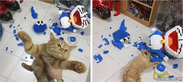 猫随主人？猫主子的气质竟与你有关？