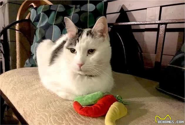 猫随主人？猫主子的气质竟与你有关？