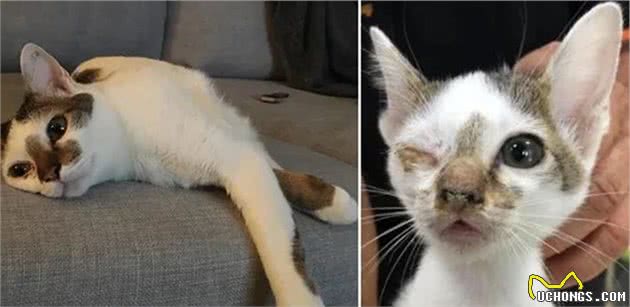 猫随主人？猫主子的气质竟与你有关？