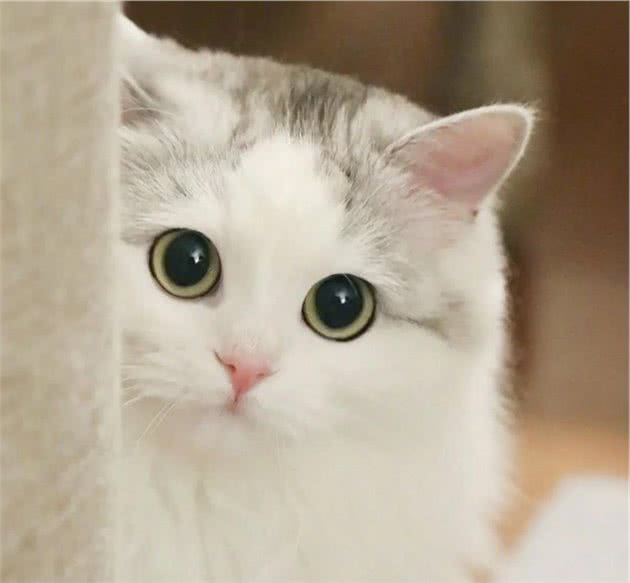 猫随主人？猫主子的气质竟与你有关？