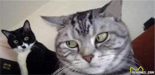 猫随主人？猫主子的气质竟与你有关？