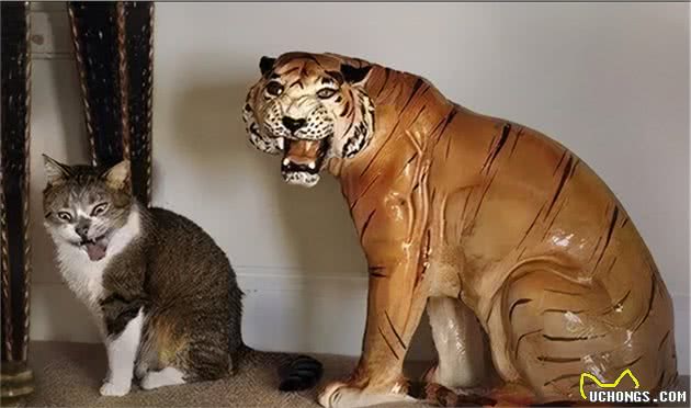 猫随主人？猫主子的气质竟与你有关？