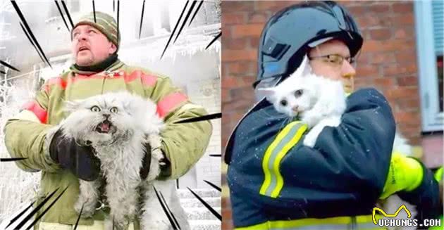 猫随主人？猫主子的气质竟与你有关？