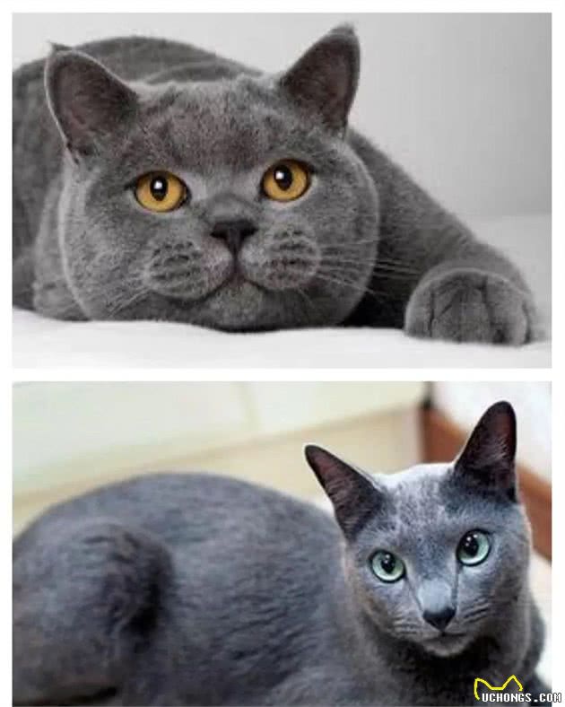 猫随主人？猫主子的气质竟与你有关？