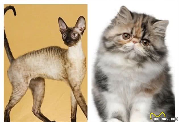 猫随主人？猫主子的气质竟与你有关？