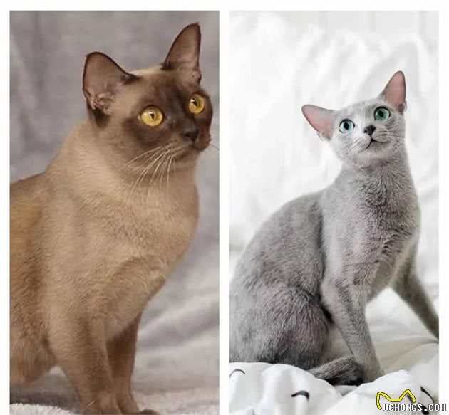 猫随主人？猫主子的气质竟与你有关？