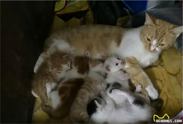 猫随主人？猫主子的气质竟与你有关？