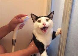 5种喜爱玩水的小猫咪，泡澡小菜一碟，游泳比孙杨还快