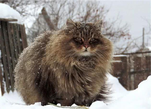 A爆的挪威森林猫，颜值有颤动你的小心脏吗