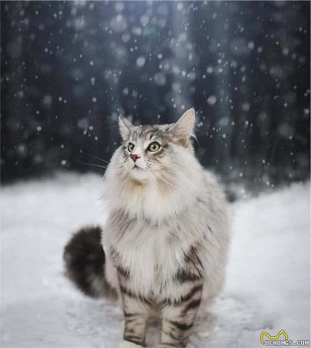 A爆的挪威森林猫，颜值有颤动你的小心脏吗