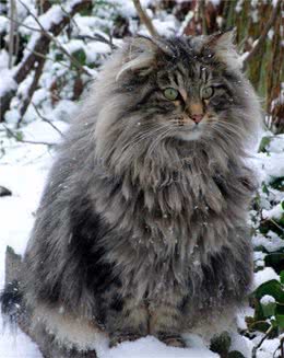 A爆的挪威森林猫，颜值有颤动你的小心脏吗
