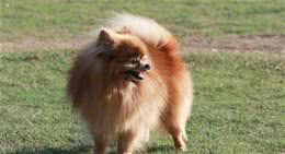在这里提醒你，你在准备饲养博美犬前，一定要了解它的性格？