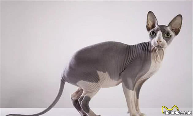 智商排名前十的猫星人都有谁？你家主子上榜了吗？