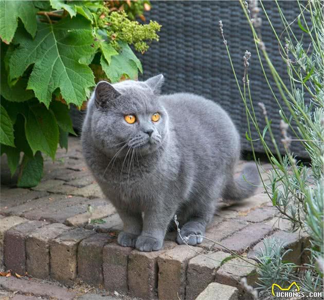 智商排名前十的猫星人都有谁？你家主子上榜了吗？