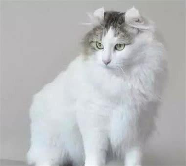 智商排名前十的猫星人都有谁？你家主子上榜了吗？