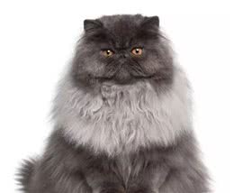 智商排名前十的猫星人都有谁？你家主子上榜了吗？