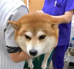超胆小狗狗害怕打针，狗狗在兽医面前吓到挺尸……