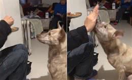 狗狗因为意外失去一条腿，在训练握手的时候，它用鼻子顶手来替代