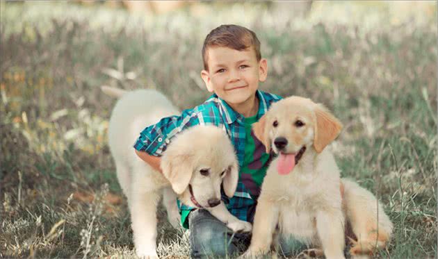 拉布拉多犬让人“上瘾”的6个原因，怪不得喜欢它的人这么多
