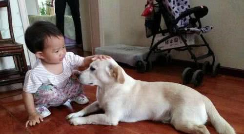 拉布拉多犬让人“上瘾”的6个原因，怪不得喜欢它的人这么多
