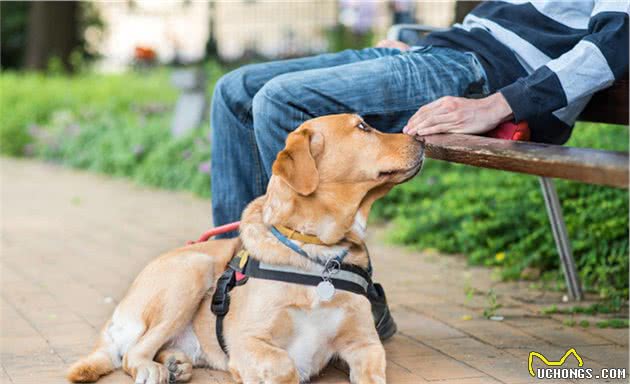 拉布拉多犬让人“上瘾”的6个原因，怪不得喜欢它的人这么多