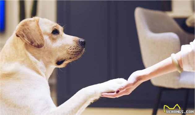 拉布拉多犬让人“上瘾”的6个原因，怪不得喜欢它的人这么多