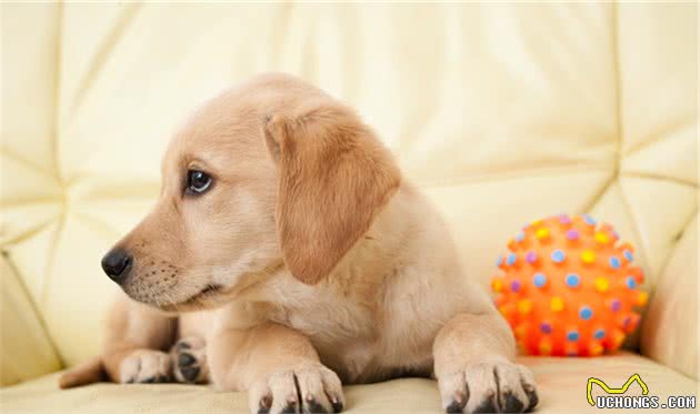 拉布拉多犬让人“上瘾”的6个原因，怪不得喜欢它的人这么多