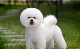 怎样才能养好比熊犬，汪星客宠物学校教你几招