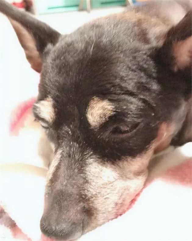 13岁杜宾安乐死，心痛背后，高龄犬养护记住这7条