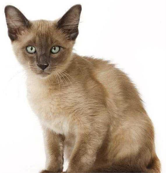 世界10大最友善的猫咪，埃及猫和缅甸猫上榜，你养了哪种？