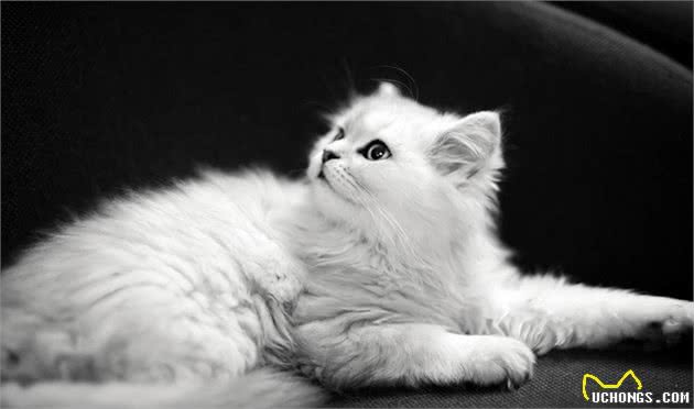 世界10大最友善的猫咪，埃及猫和缅甸猫上榜，你养了哪种？