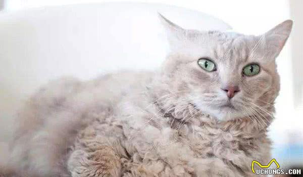 世界10大最友善的猫咪，埃及猫和缅甸猫上榜，你养了哪种？