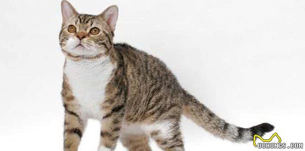 世界10大最友善的猫咪，埃及猫和缅甸猫上榜，你养了哪种？