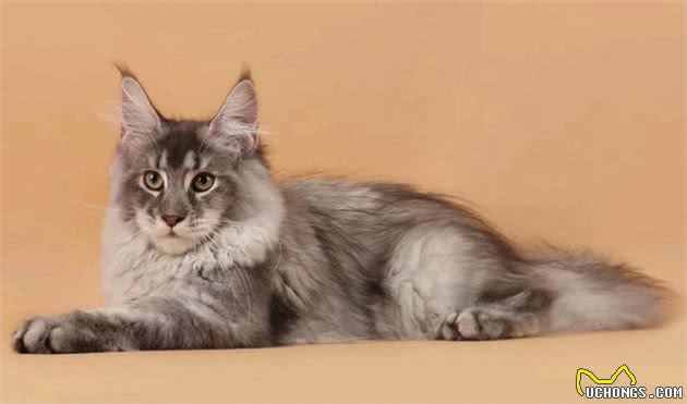 世界10大最友善的猫咪，埃及猫和缅甸猫上榜，你养了哪种？