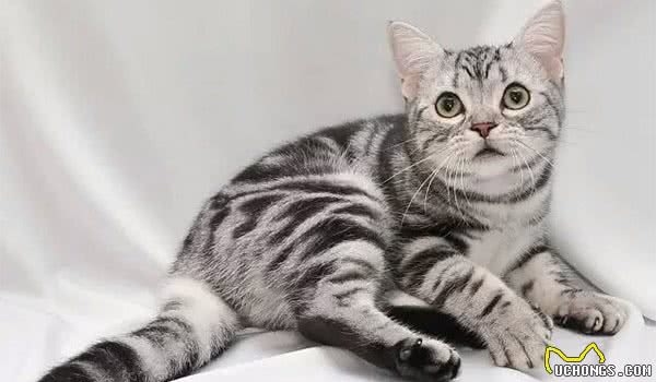 世界10大最友善的猫咪，埃及猫和缅甸猫上榜，你养了哪种？