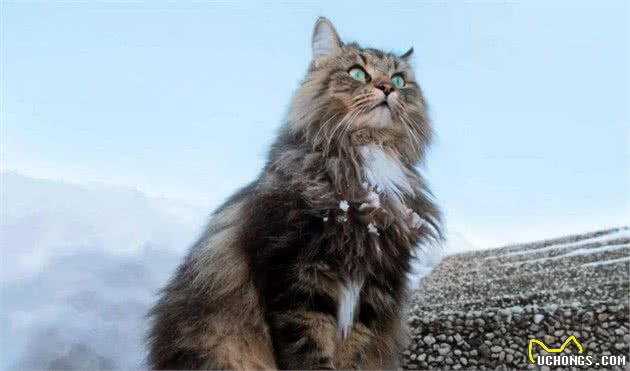 世界10大最友善的猫咪，埃及猫和缅甸猫上榜，你养了哪种？