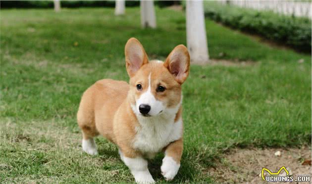 你家狗狗有朋友吗？但你的狗狗是真的需要朋友吗？